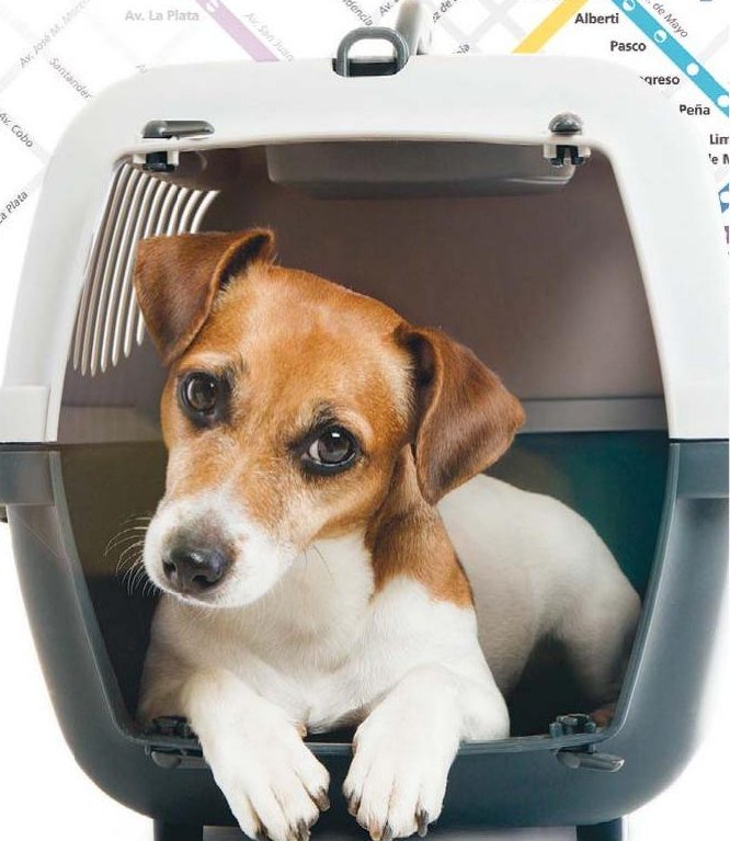Pasajeros de cuatro patas - imagen 3