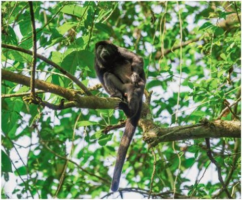 Ciudad de Panamá: entre la selva y los rascacielos - imagen 3