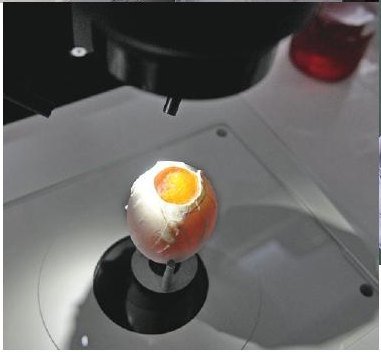 Innovación sin crueldad animal - imagen 6